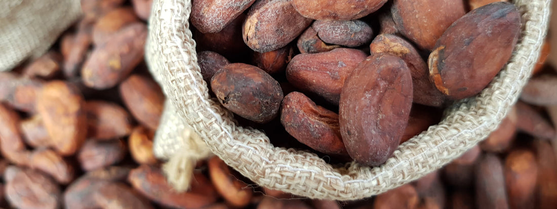 Cocoa may help overweight people exercise safer