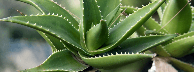Aloe Vera Oil (BioVera™ Oil)