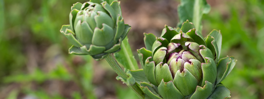 Artichoke Leaf