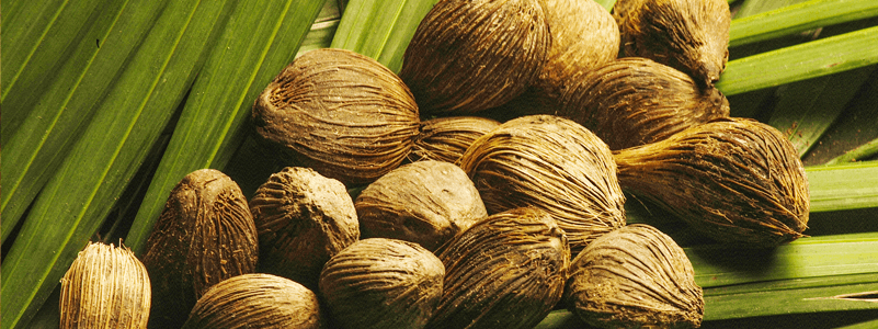 Babassu Butter | Skin Benefits and Uses of Babassu Butter - Xtendlife