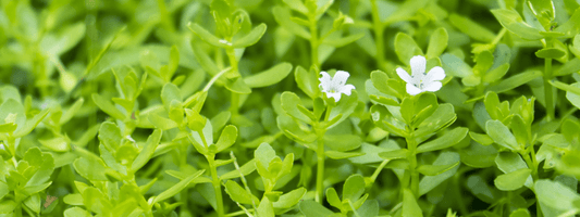 Bacopa