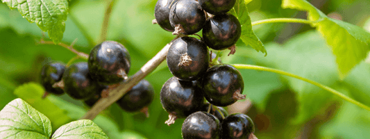 Oxi-fend® Blackcurrant Extract