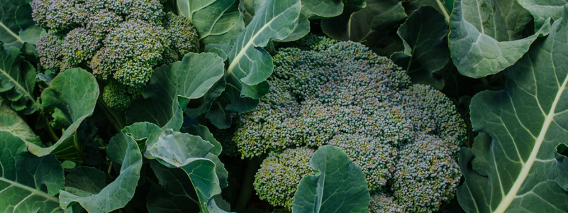 Broccoli Flower Extract