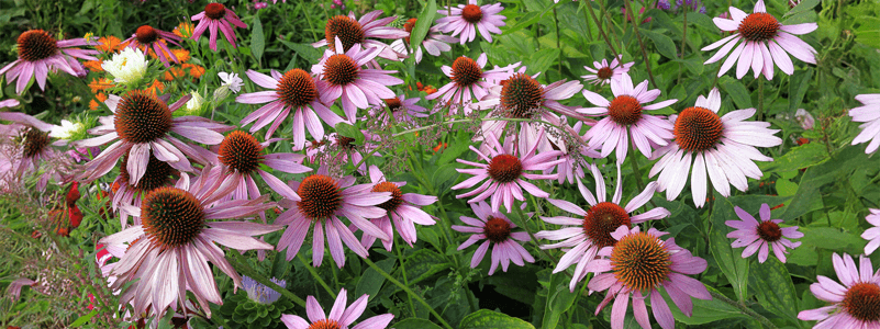 Echinacea