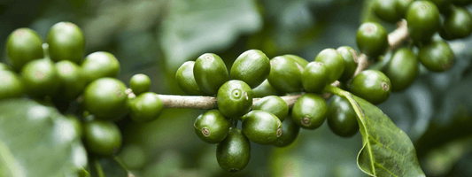 Green Coffee Bean Extract