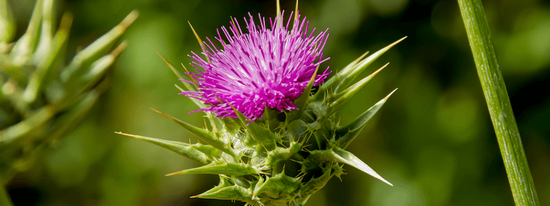 Lipolami Milk Thistle