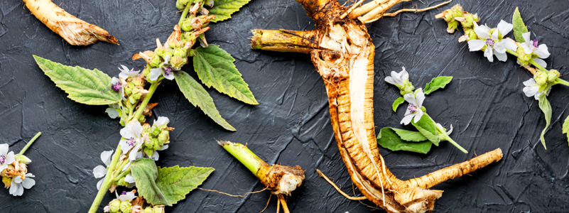 Marshmallow Root