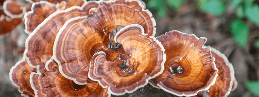 Reishi Mushroom