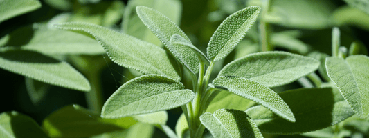 Sage Extract (Sibelius™ Sage)
