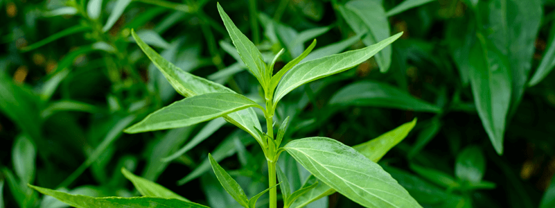 Swertia Chirata Extract