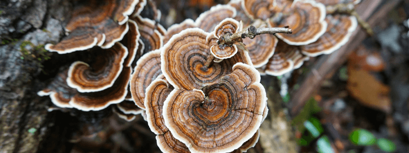 Turkey Tail Mushroom