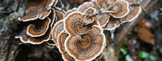Turkey Tail Mushroom