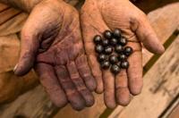 Acai...is it all it is cracked up to be? - Xtendlife